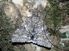 Ленточница голубая 002